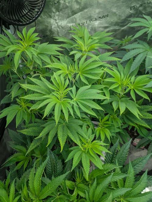 Big Z - Wizard Trees. Week 6