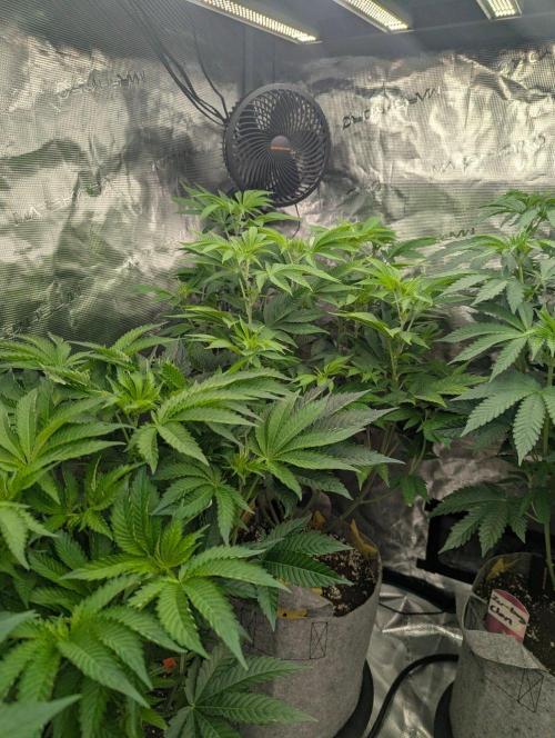 Big Z - Wizard Trees. Week 6
