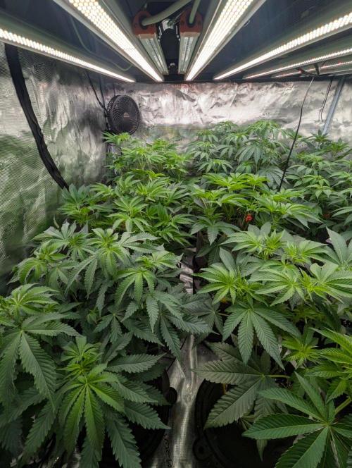 Big Z - Wizard Trees. Week 6