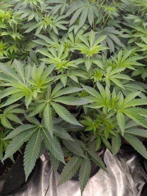Lemonessence - Doja. Week 6