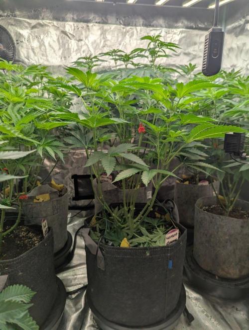 Lemonessence - Doja. Week 6