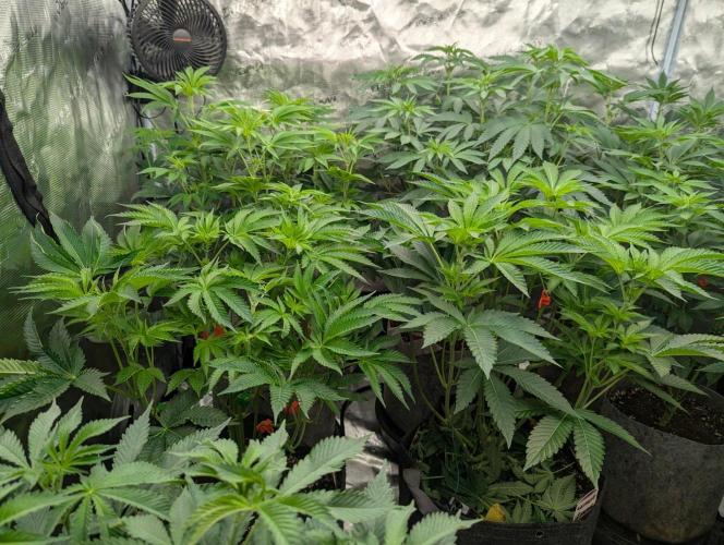 Lemonessence - Doja. Week 6