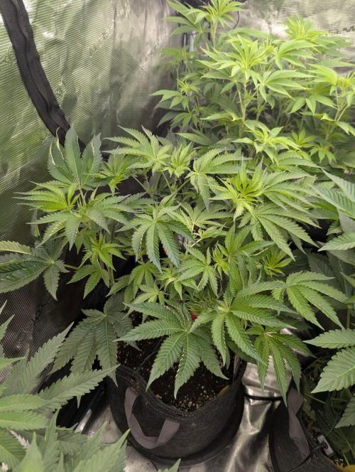Black Lobster - Cipher Genetics. Week 6