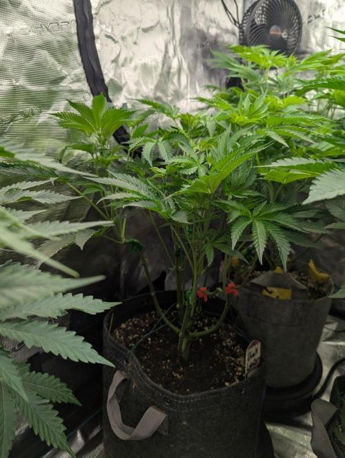 Black Lobster - Cipher Genetics. Week 6