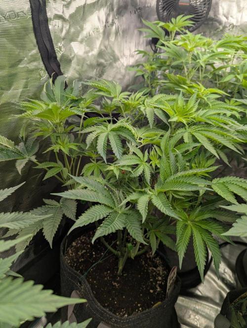 Black Lobster - Cipher Genetics. Week 6
