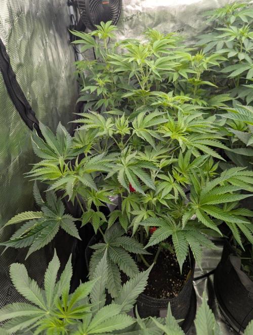 Black Lobster - Cipher Genetics. Week 6