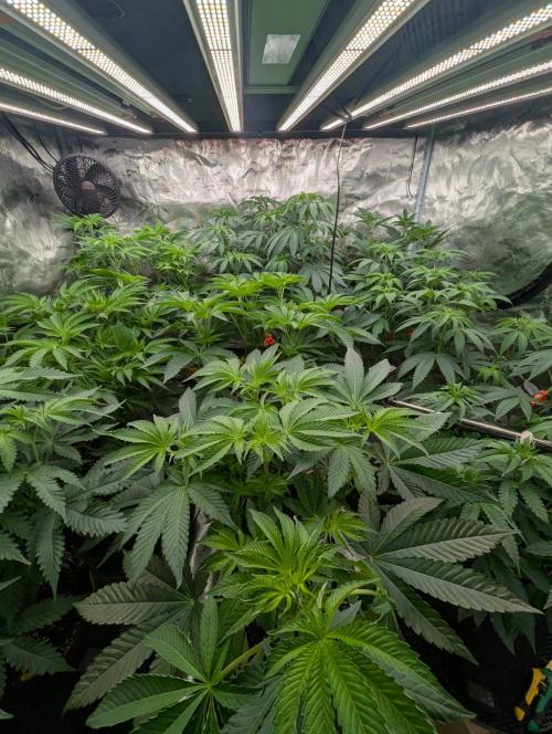 Black Lobster - Cipher Genetics. Week 6