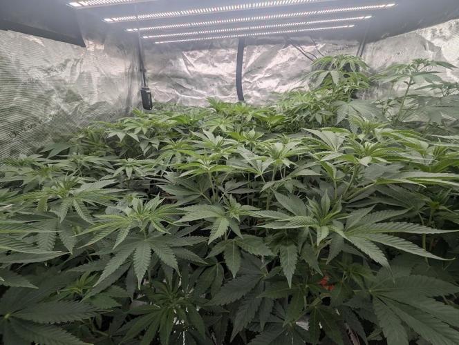 Black Beretta - Cipher Genetics. Week 6