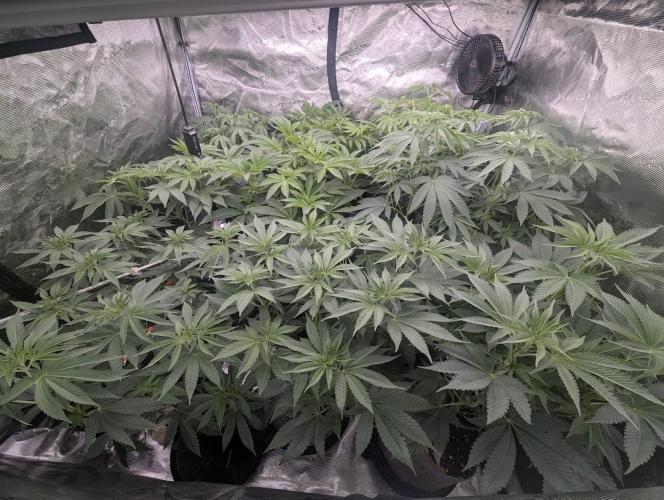 Black Beretta - Cipher Genetics. Week 6