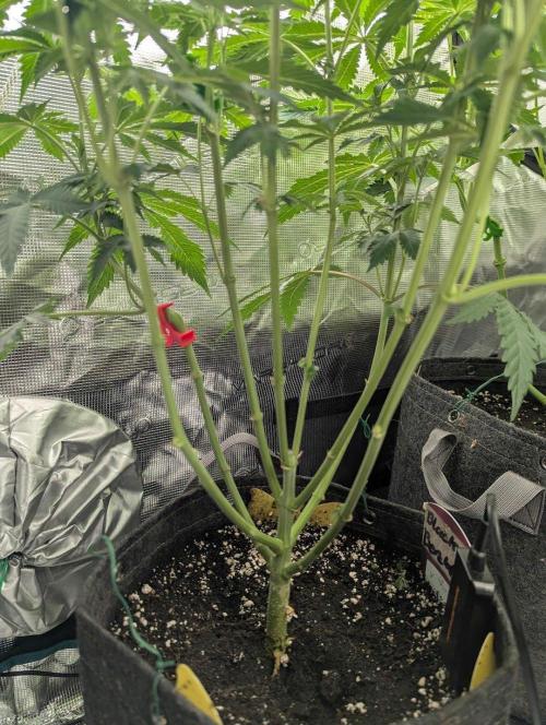 Black Beretta - Cipher Genetics. Week 6