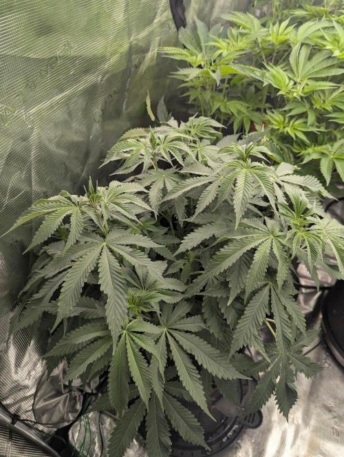 Black Beretta - Cipher Genetics. Week 6
