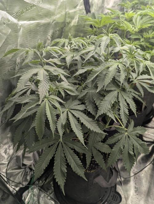 Black Beretta - Cipher Genetics. Week 6
