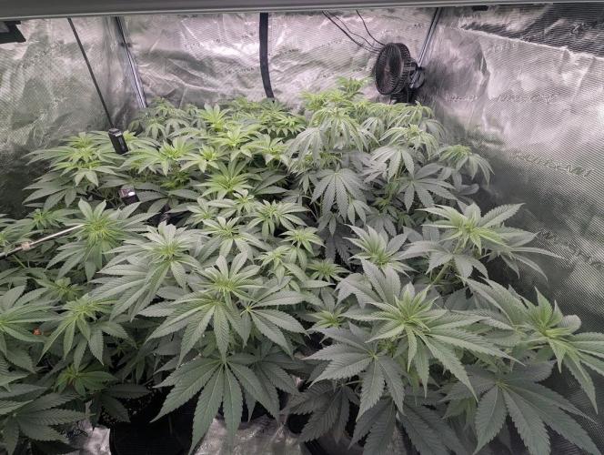 The Keeper - Wizard Trees. Week 6