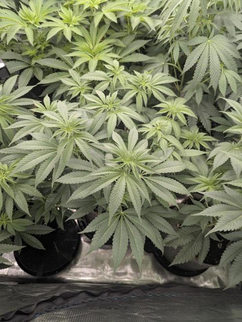 The Keeper - Wizard Trees. Week 6