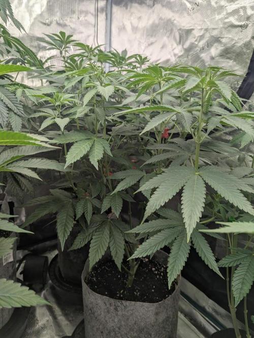 The Keeper - Wizard Trees. Week 6