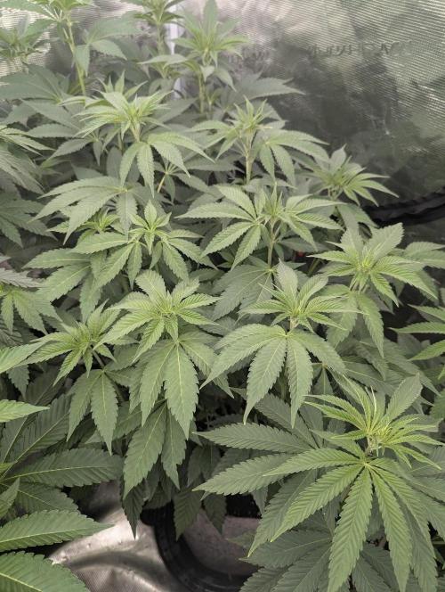 The Keeper - Wizard Trees. Week 6