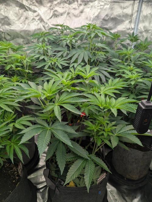 Zorroz v2 - Nine Weeks Harvest. Week 6