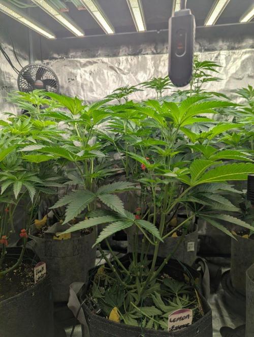 Zorroz v2 - Nine Weeks Harvest. Week 6