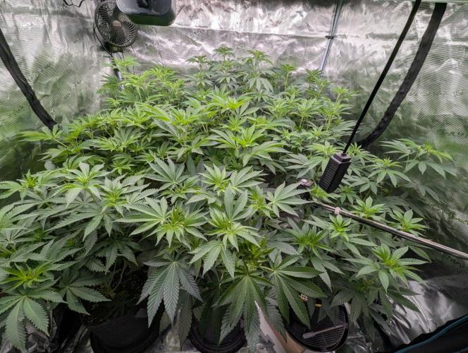 Zorroz v2 - Nine Weeks Harvest. Week 6