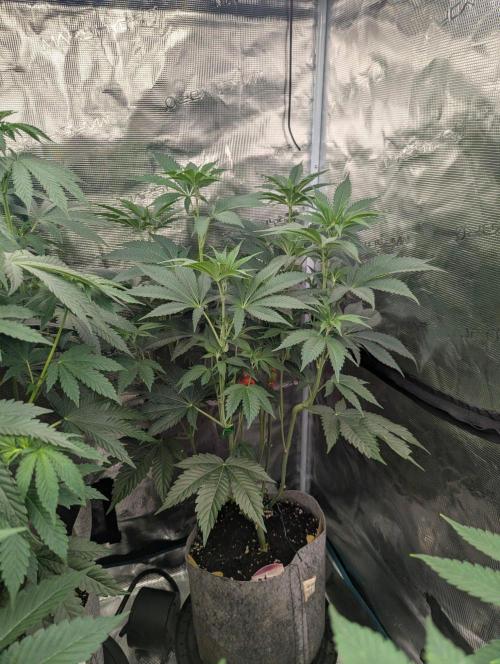 New Money - Compound Genetics. Week 6