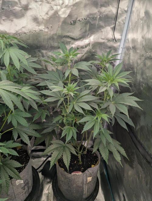 New Money - Compound Genetics. Week 6