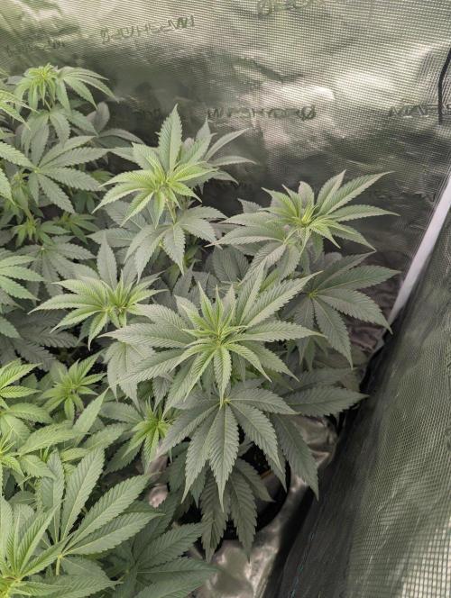 New Money - Compound Genetics. Week 6