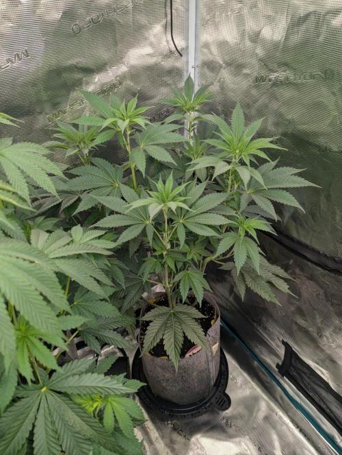 New Money - Compound Genetics. Week 6