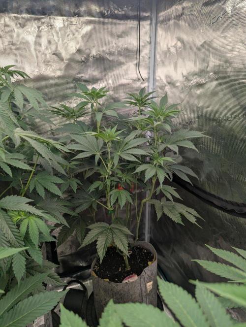 New Money - Compound Genetics. Week 6