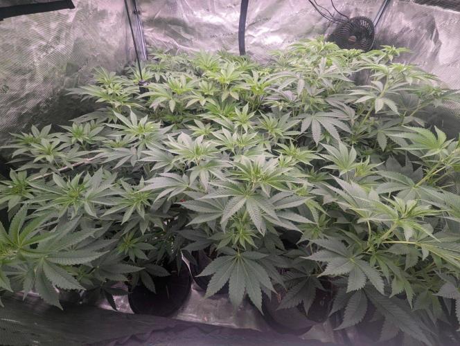 New Money - Compound Genetics. Week 6