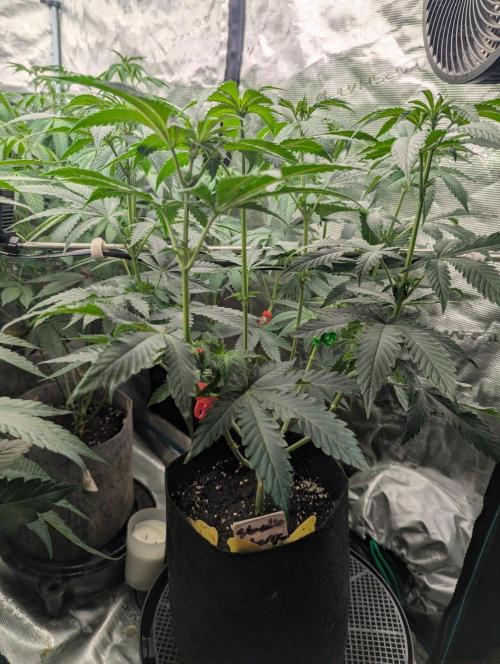Studio Cherry - Wizard Trees. Week 6