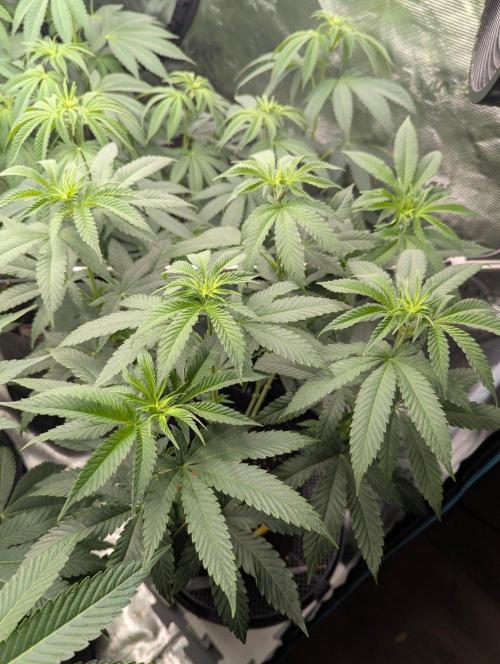 Studio Cherry - Wizard Trees. Week 6