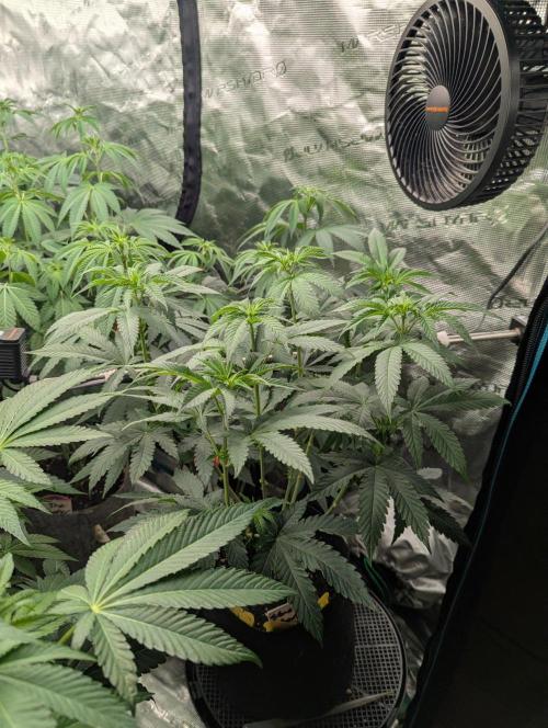 Studio Cherry - Wizard Trees. Week 6