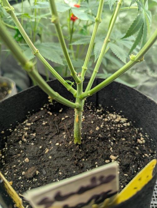 Studio Cherry - Wizard Trees. Week 6
