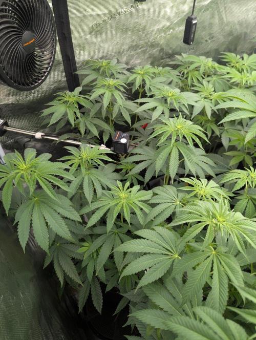 Studio Cherry - Wizard Trees. Week 6