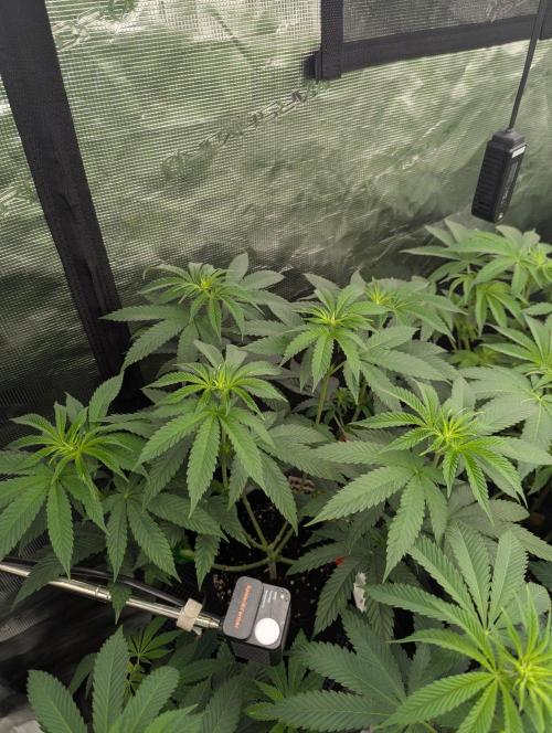 Studio Cherry - Wizard Trees. Week 6