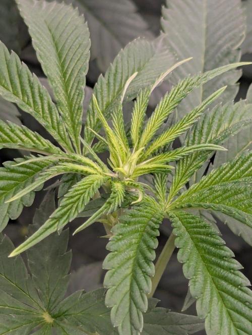 Studio Cherry - Wizard Trees. Week 6