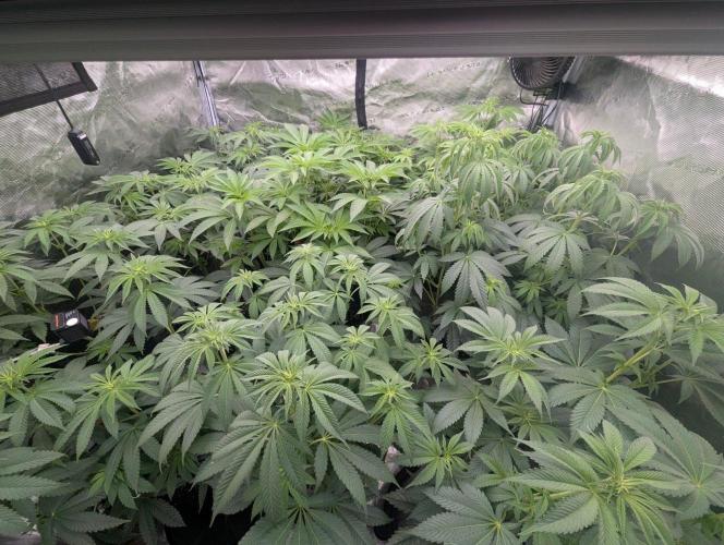 Studio Cherry - Wizard Trees. Week 6