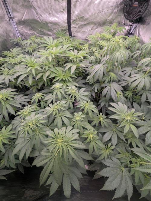 Studio Cherry - Wizard Trees. Week 6