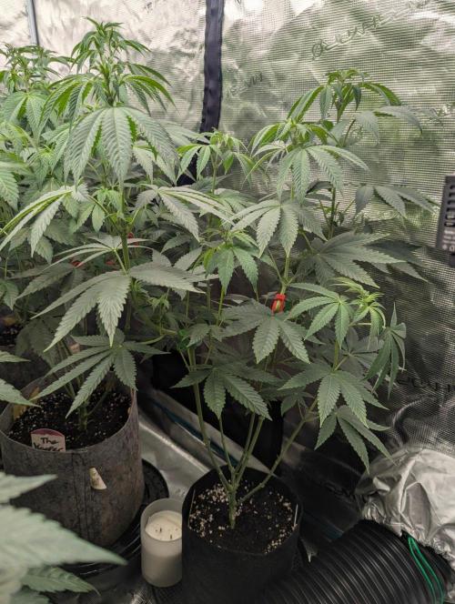 Shake Back - Compound Genetics. Week 6