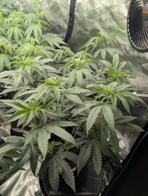 Shake Back - Compound Genetics. Week 6