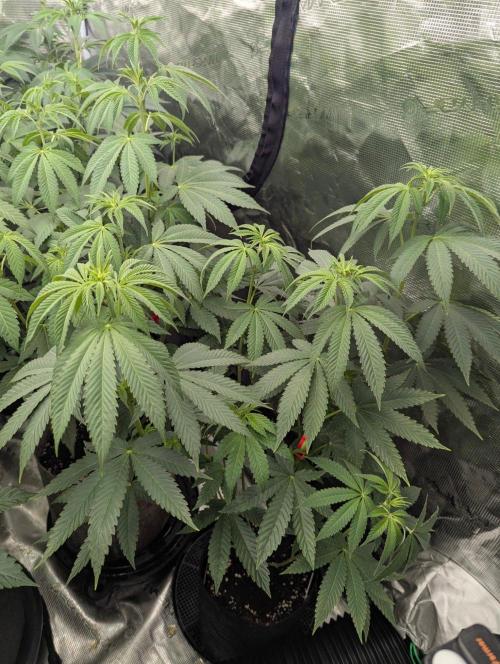 Shake Back - Compound Genetics. Week 6