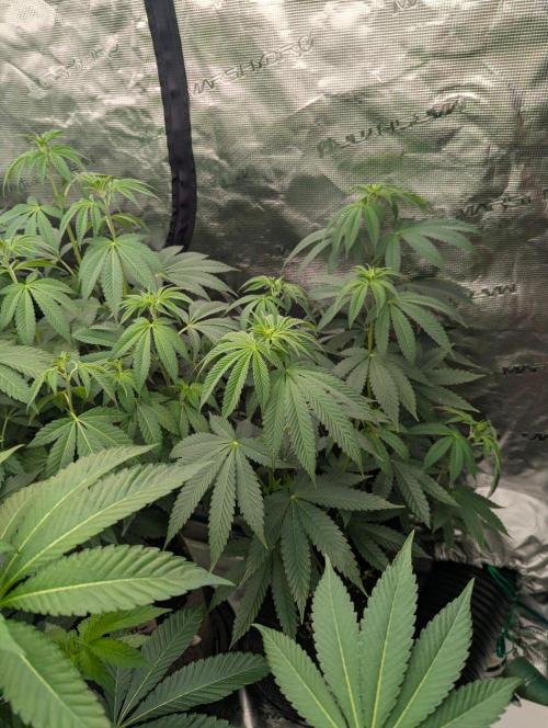 Shake Back - Compound Genetics. Week 6