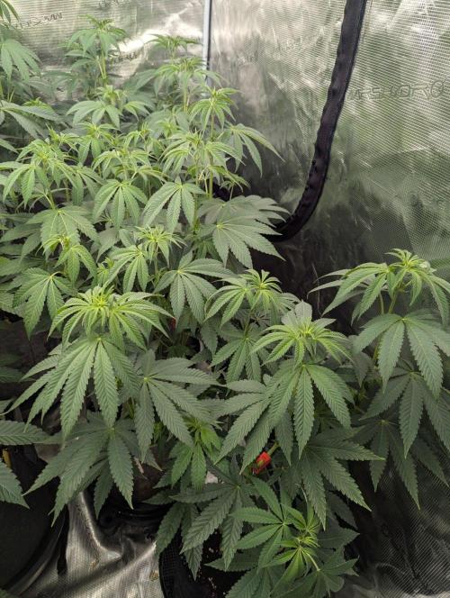 Shake Back - Compound Genetics. Week 6