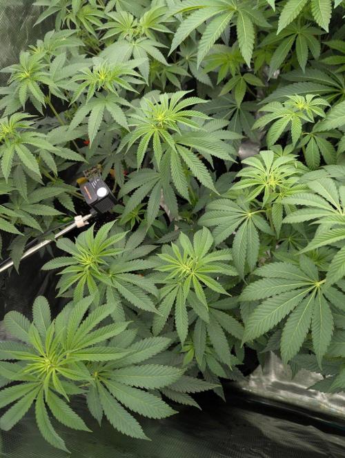 Shake Back - Compound Genetics. Week 6