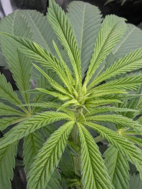 Shake Back - Compound Genetics. Week 6