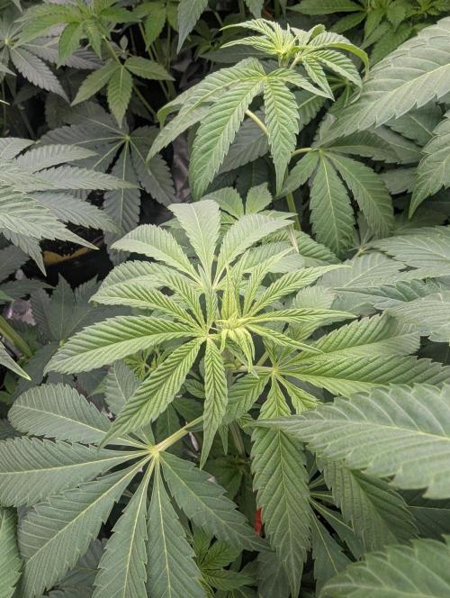 Shake Back - Compound Genetics. Week 6