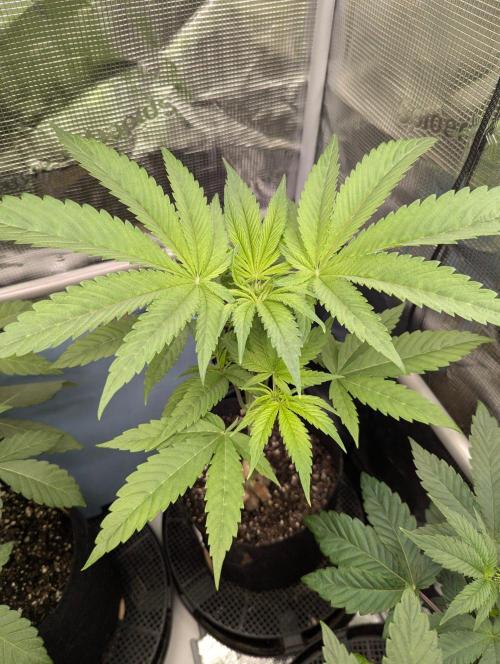 Bubblegum Gelato - Barney's Farm. Week 4