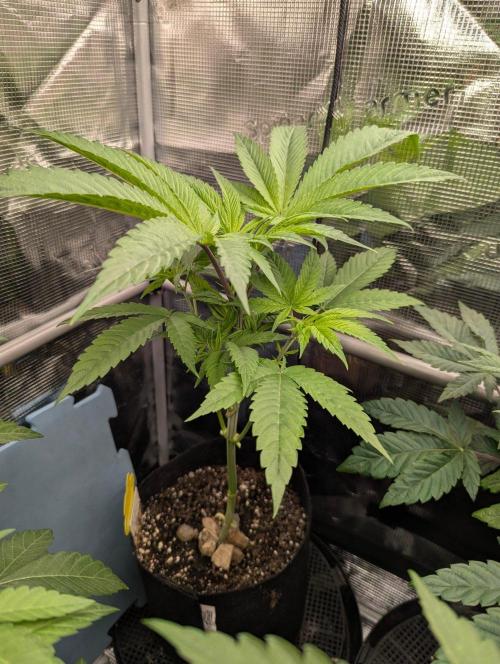 Bubblegum Gelato - Barney's Farm. Week 4