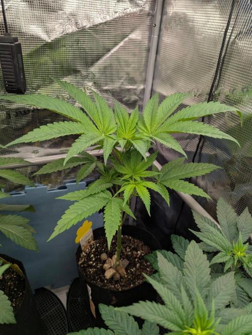 Bubblegum Gelato - Barney's Farm. Week 4