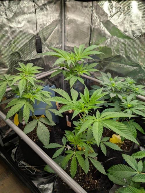 Bubblegum Gelato - Barney's Farm. Week 4